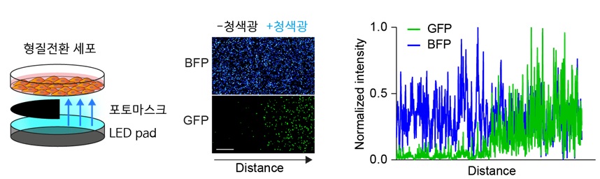 그림 3. 청색광을 통한 공간 RNA 염기 편집 활성화 padCas13 편집기가 형질전환된 세포에 청색광을 반만 쬐어주어 청색 형광을 녹색 형광으로 전환을 시켜줌. 청색광이 쬐어진 부분만 padCas13 편집기가 활성화되어 공간적인 RNA 염기 편집을 수행함.