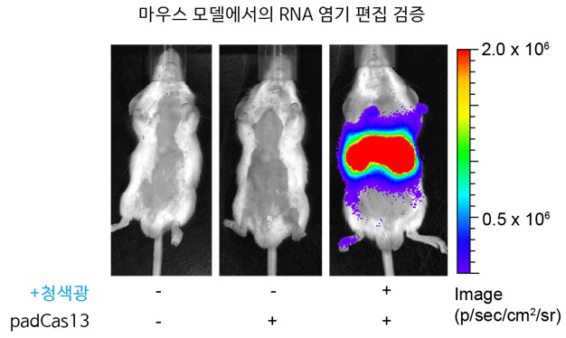 그림 4. padCas13 편집기를 이용한 마우스 모델에서의 RNA 염기 편집 검증 padCas13 편집기 및 리포터가 암호화된 플라스미드를 마우스 꼬리정맥 주사를 통해 전달해줌. 청색광 조건 하에서 효과적으로 복구된 리포터 신호를 측정함을 통해, 청색광 조건 하에서 마우스 모델에서의 RNA 염기 편집이 효과적으로 수행됨을 입증함. 