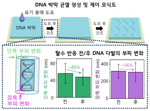 (그림 1) DNA 박막 위 균열 형성 및 제어 메커니즘 모식도