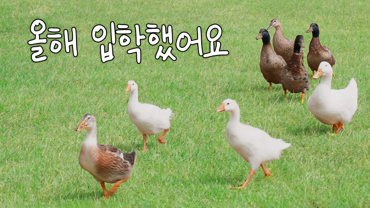 깜찍한 KAIST 새내기의 등장?! 천방지축 얼렁뚱땅 거위의 하루